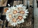 Gymnocalycium quehlianum_1